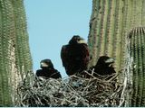 Photo: Birds nest in cactus