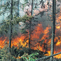 fire sweeps through pine forest