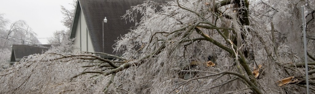 Tree damage from ice storm