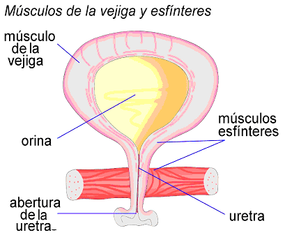 musculos de la vejiga y esfinteres - musculo de la vejiga - orina - aberta de la uretra - musculos esfinteres - utera