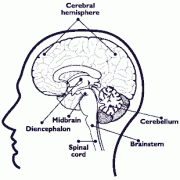  A cross-diagram of a brain and major components.