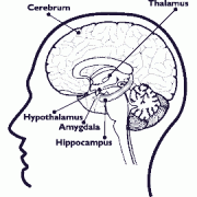  A cross-diagram of a brain and its major components.