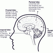  A cross-diagram of the brain and its major components.