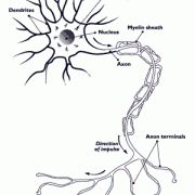  Drawing of a neuron. The neuron shows the Dendrites, Cell Body, Nucleus, Myelin Sheath, Axon, Axon Terminals.