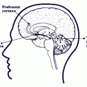 Figure 6 This drawing of a brain cut in half demonstrates the brain areas and pathways involved in the pleasure circuit