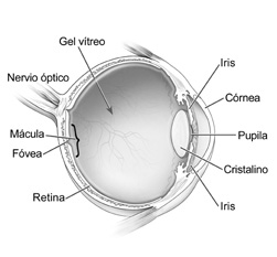 Imagen del ojo.