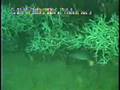 Gulf of Mexico 2003: Extraordinary Biological Diversity