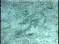Submarine Ring of Fire 2006: Amazing Daikoku Tonguefish