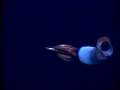 The Hidden Ocean, Arctic 2005: BoreoAtlantic Armhook Squid