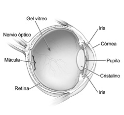 Imagen del ojo. 