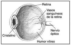 Ilustración de una sección trasversal del ojo que se etiquetan la retina, vasos sanguíneos de la retina, el nervio óptico, el humor vítreo y el cristalino