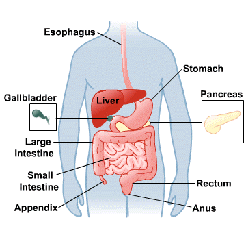 Body Map for Digestive System