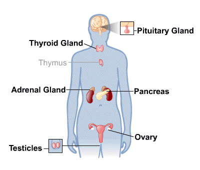 Body Map for Endocrine System
