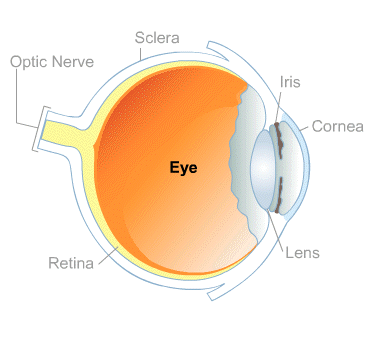 Body Map for Eyes and Vision