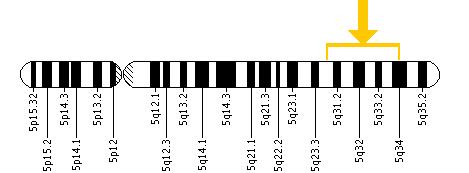 The SLC26A2 gene is located on the long (q) arm of chromosome 5 between positions 31 and 34.