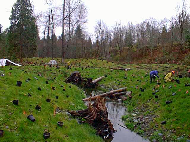 People cleaning stream area