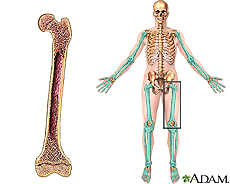 Illustration of a long bone