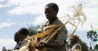 Date: 10/09/2008 Location: Bornet, Kenya Description: Kenyan boys harvest maize. © AP File Photo