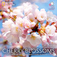 The Official Book of the National Cherry Blossom Festival 