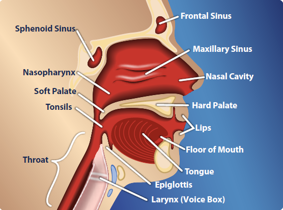 image of sinuses