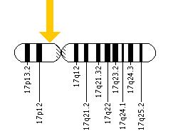 The FLCN gene is located on the short (p) arm of chromosome 17 at position 11.2.