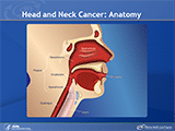This is an illustration of the head and neck region of the human body. Specific sites are labeled in the illustration: nasal antrum; oral cavity; esophagus; larynx; pharynx, including, nasophayrnx, oropharynx, and hypopharynx.
