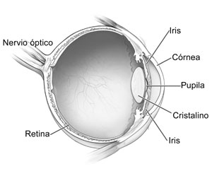 Diagram of the eye