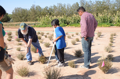 Rocky Mountain Research Station Ecologist Burton Pendleton points out differences between populations of blackbrush (Coleogyne ramosissima) grown in a common garden.