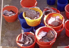Monkfish in buckets. Click for larger image.