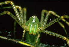 A photograph of a Lynx spider
