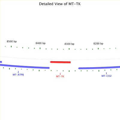 Close-up of gene located on mitochondrial DNA