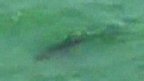 Aerial footage shows shark