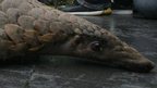 An Indonesian official shows a pangolin