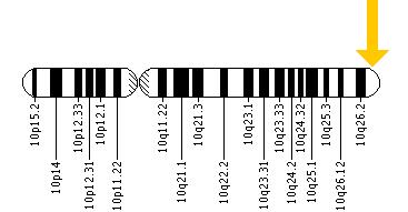 The HTRA1 gene is located on the long (q) arm of chromosome 10 at position 26.3.