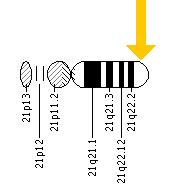 The TMPRSS3 gene is located on the long (q) arm of chromosome 21 at position 22.3.