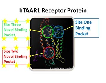 hTAAR1 Receptor Protein