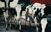 picture of dairy heifers