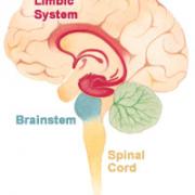 A diagram of the brain anatomy, highlighting the location of the brainstem. The brainstem is located between the brain and the spinal cord.