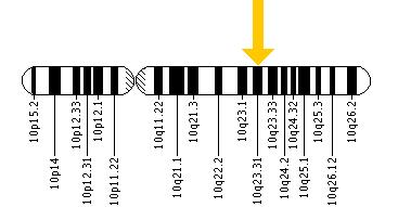 The PTEN gene is located on the long (q) arm of chromosome 10 at position 23.3.