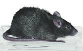 What Causes Hot Flashes? Rat Study Gives New Clues
