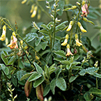 Astragalus