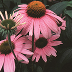 Echinacea