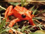 The golden toad, last seen in Costa Rica's cloud forest in 1989, is believed to be extinct. The ecology of the cloud forest depends on the frequent formation of clouds and mist.