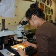 Jae Sim dissects a leech in preparation of electrophysiology  study