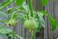 Photo of young tomato on vine