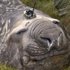 Handout photo of a Southern Ocean elephant seal wearing a sensor on its head as it sleeps on an island in the Southern Ocean, Antarctica