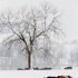 Cattle feed in a snow covered pasture near Lecompton, Kan., Tuesday, Feb. 26, 2013. For the second time in a week, a major winter storm paralyzed parts of the nation's midsection Tuesday, dumping a fresh layer of heavy, wet snow atop cities still choked with piles from the previous system and making travel perilous from the Oklahoma panhandle to the Great Lakes. The weight of the snow strained power lines and cut electricity to more than 100,000 homes and businesses. At least three deaths were blamed on the blizzard. (AP Photo/Orlin Wagner)