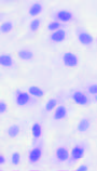 In Vitro Host-Cell Susceptibility to Usutu virus