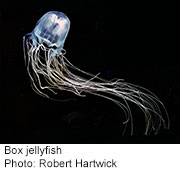 Zinc Shows Promise Against Deadly Jellyfish Venom