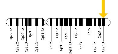 The FMR1 gene is located on the long (q) arm of the X chromosome at position 27.3.